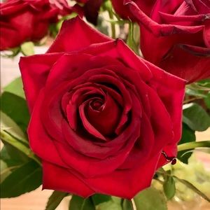 Meet your Posher, Keeshia